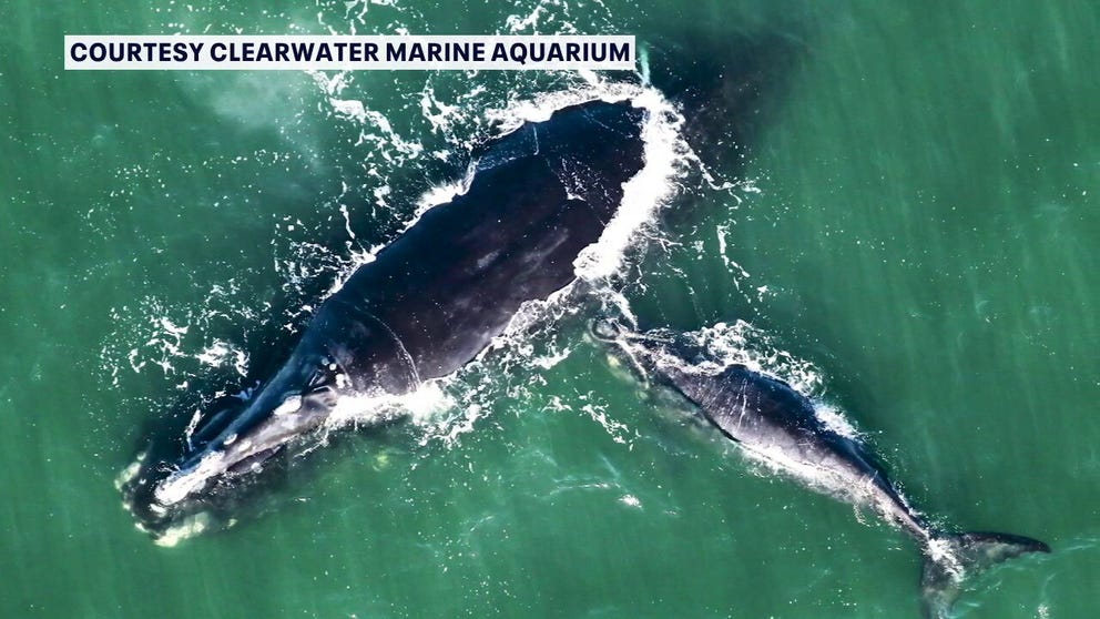 The Clearwater Marine Aquarium tracks migrating  right whales. FOX 13 News talks to Shelby Yahn, the South Carolina right whale aerial team leader.