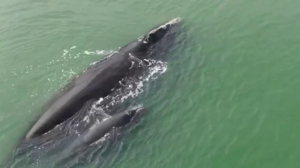 A right whale mother and calf were spotted off the coast of South Carolina. NOAA officials said 50 North Atlantic right whales were seen south of Nantucket Island in January and enacted a voluntary speed restriction.
