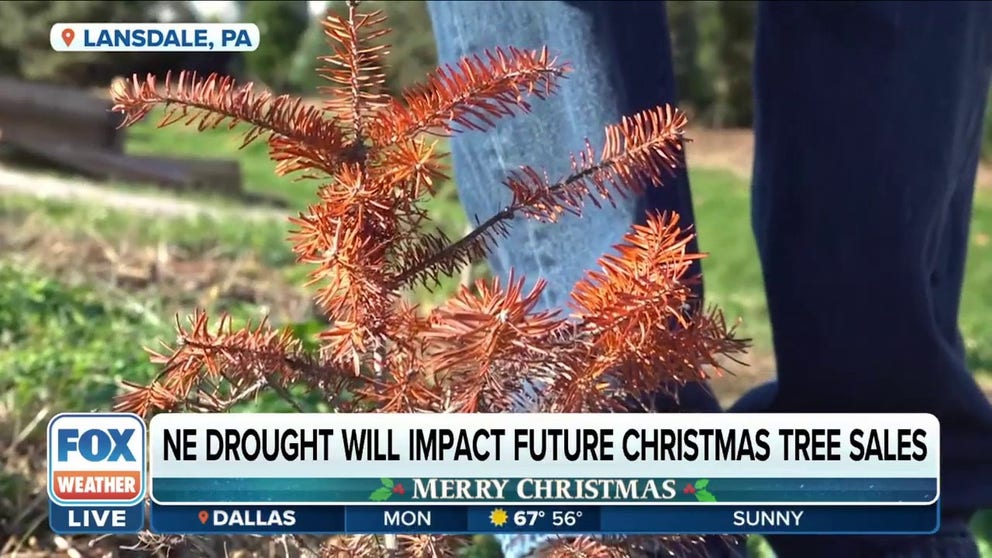 Summer drought killed young trees that were destined to be Christmas trees. This year's selection won't be impacted but watch for sky-high prices in 8-10 years.