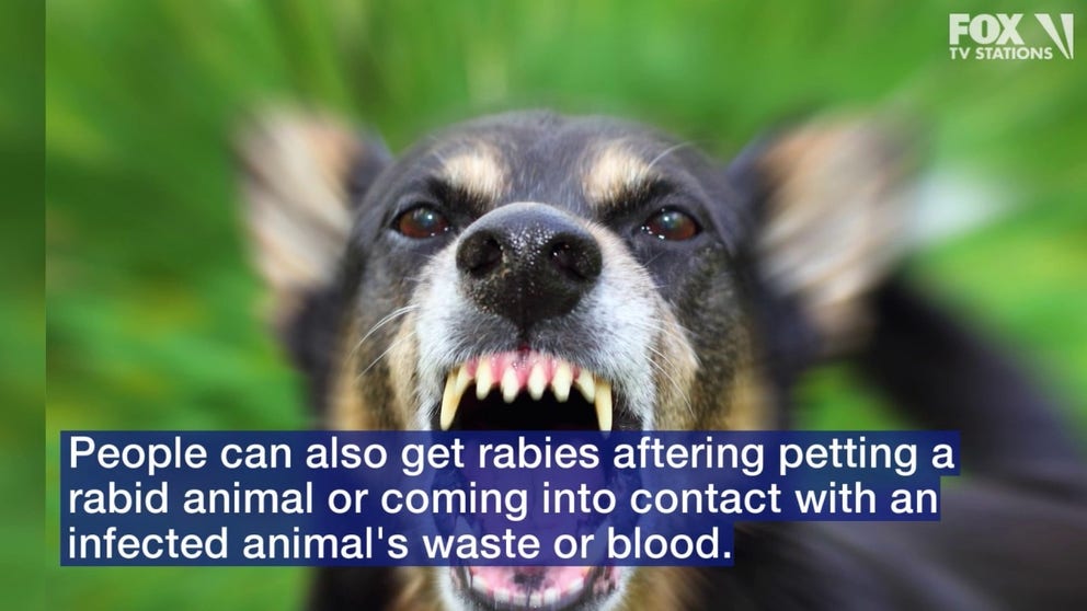Rabies FAQs. Did you know that you can get rabies even if you were not bitten?