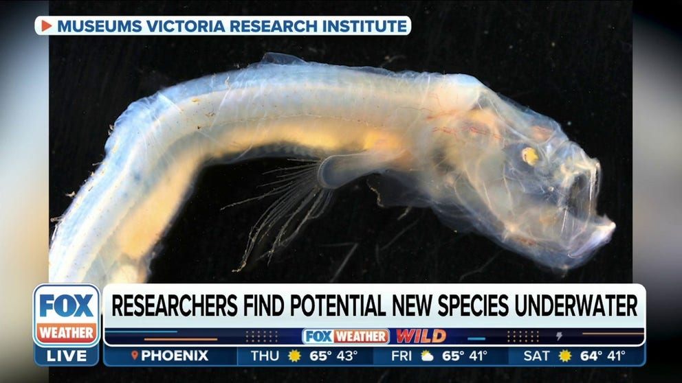 Senior Collections Manager for the Museums Victoria Research Institute Dianne Bray says never-before-seen marine life likely includes a blind eel, cucumber fish, and deep-sea batfish.