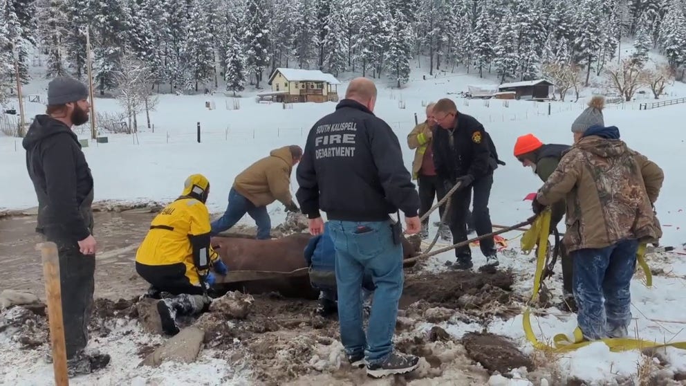 A Montana community came together on Monday to rescue four horses that fell into a frozen pond.