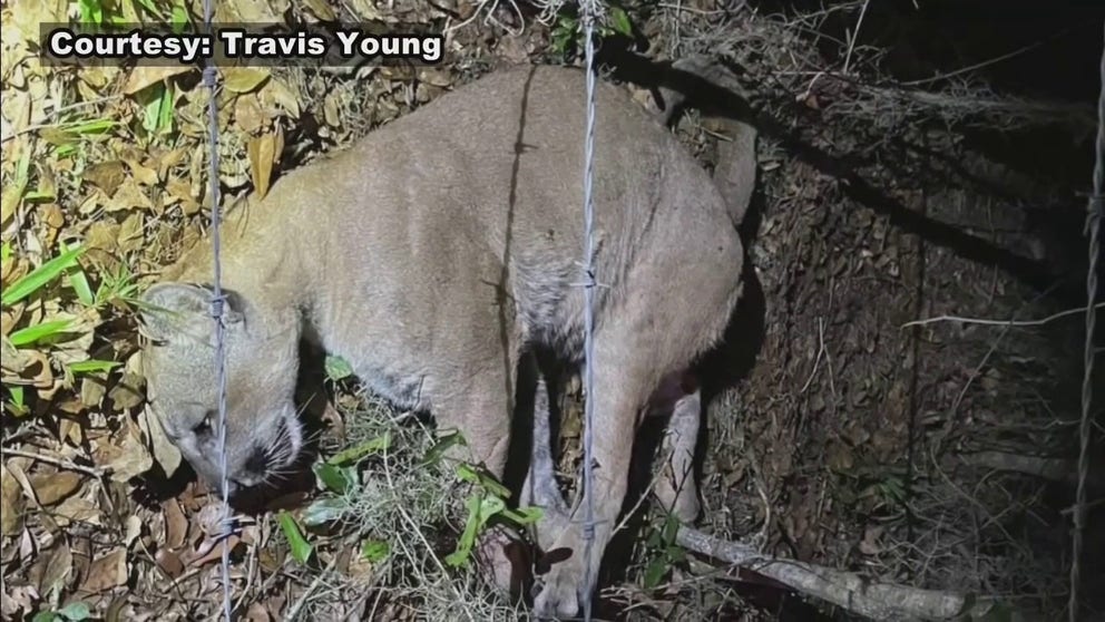 Wildlife officials find a silver lining inside the cloud hanging over a Florida panther's death. FOX 13's Lloyd Sowers caught up with Carleton Ward of the Path of the Panther Project talk about the cat hit by a car.