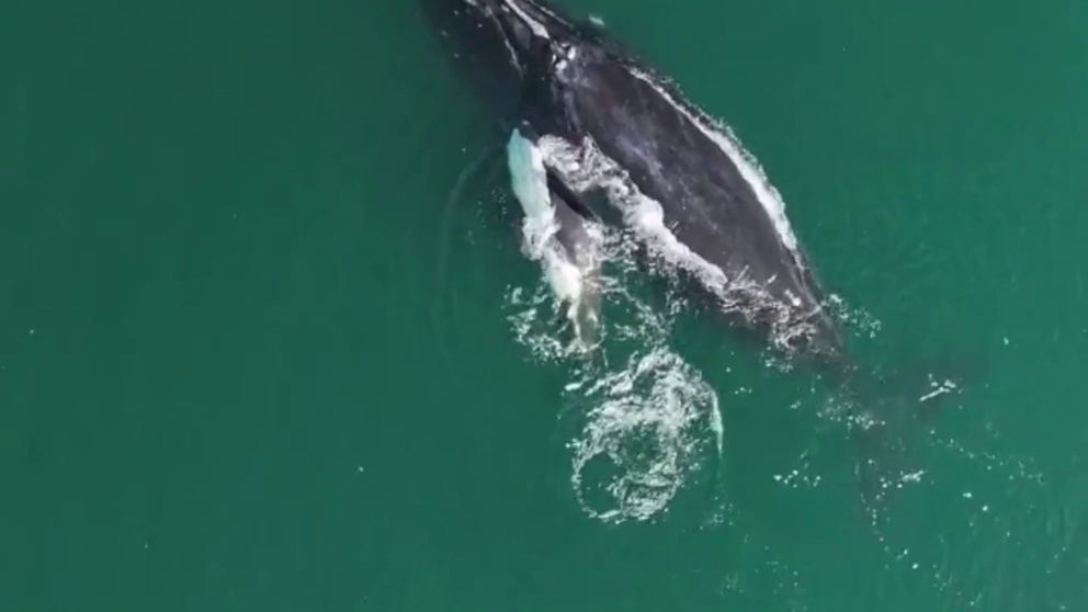 3 Endangered Right Whale Calves Spotted Off Southeast Coast | Fox Weather