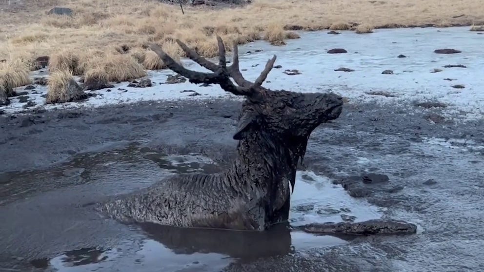 A male elk was rescued by two Colorado Parks and Wildlife officers in southern Colorado on December 5. (Courtesy: Colorado Parks & Wildlife)