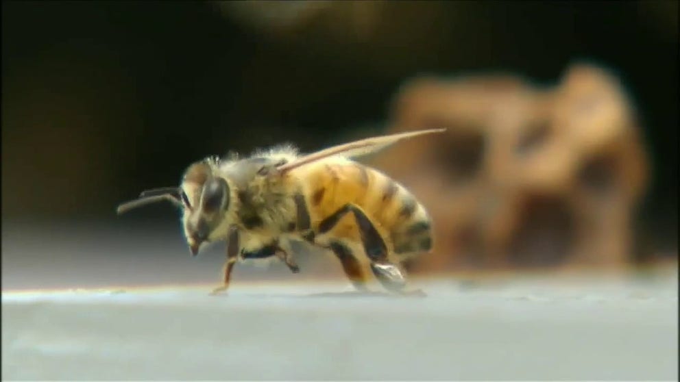 Hurricane Ian not only destroyed bee boxes but also stressed queens to the point that they are not producing as many eggs. FOX 13 New reports.