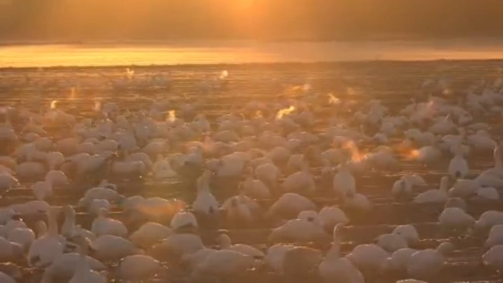 With temperatures around 25 degrees Thursday morning, the dozens if not hundreds of geese were showing off their breath amid the golden hues of the sunrise. (Video: Sean Wheeler / Tandem Wheels Photography)