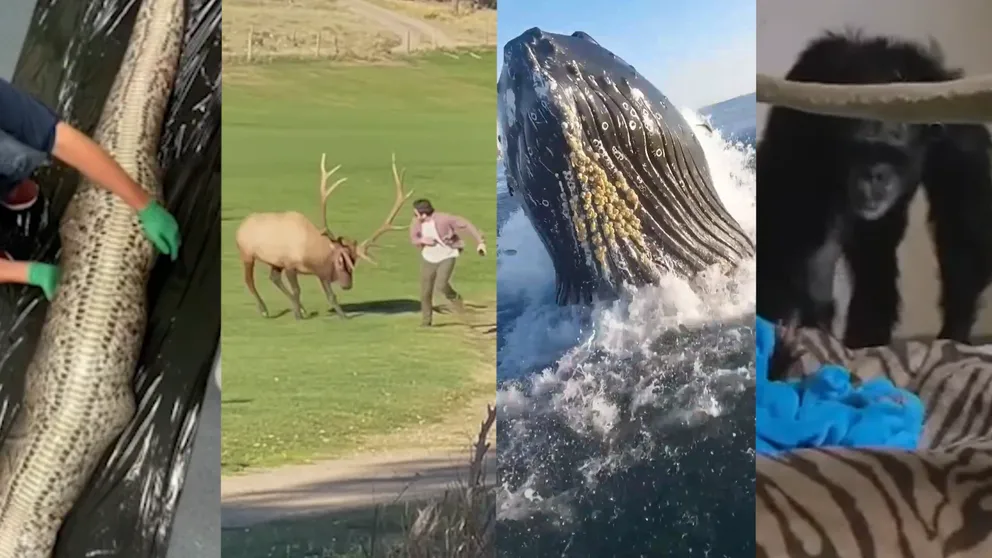 Here are seven of the most extreme, face-to-face animal encounters caught on camera that piqued the interest of our readers in 2022. 