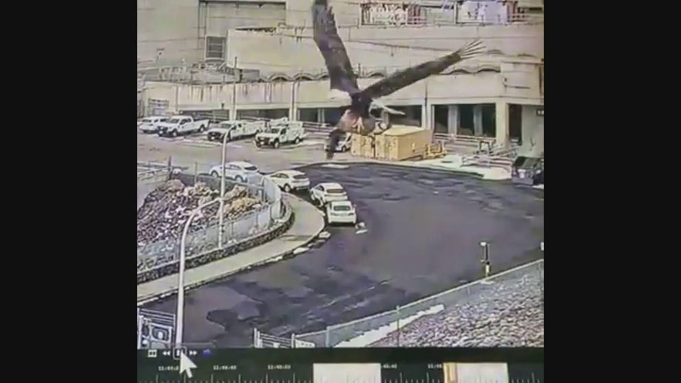 CCTV from the Wanapum Dam in Washington caught an eagle in flight clutching a Canadian Goose.