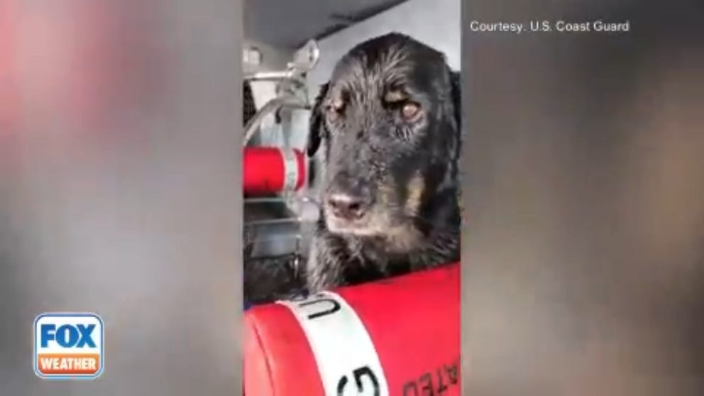 A man and his two dogs were plucked from the rocky Canadian shoreline after his sailboat lost power and ran aground in stormy weather off Vancouver Island Tuesday night. (Video courtesy: U.S. Coast Guard)