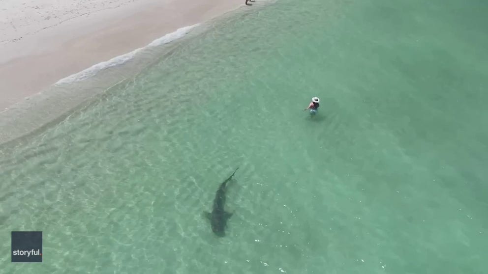 Swimmers at a beach outside Perth, Western Australia, were unaware of how close they were to a large shark, with drone footage posted online on Monday showing the outline of the huge fish close to the shore.