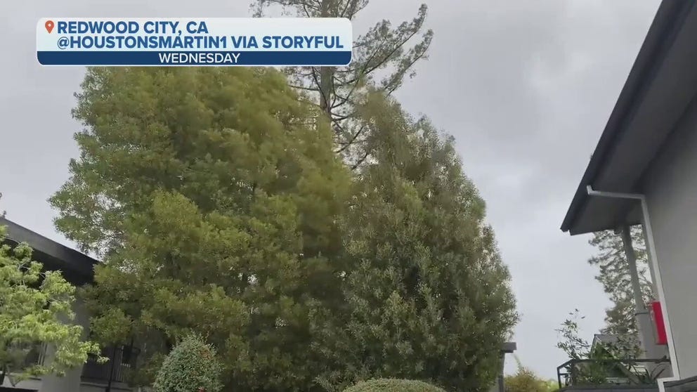 Video recorded in Redwood City on Wednesday show strong winds whipping through trees as a powerful bomb cyclone impacts California. 