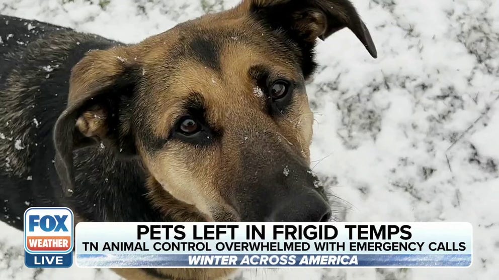 Just before Christmas, a bitter blast swept the country bringing record-breaking temperatures to areas that aren't used to the cold, like Nashville, Tennessee. FOX Weather's Nicole Valdes explains how local lawmakers hope to protect pets before the next temperature tumble.   