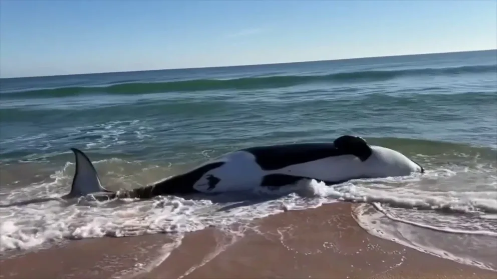 Spectators gather as a killer whale washed ashore the Florida coast (Flagler County Sheriff's Office)