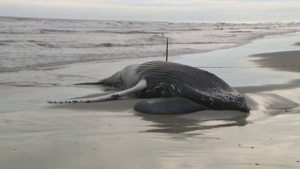 Many are calling for a swift response after at least dead whales have been reported in New York and New Jersey. FOX 29’s Jeff Cole reports from Brigantine, NJ.