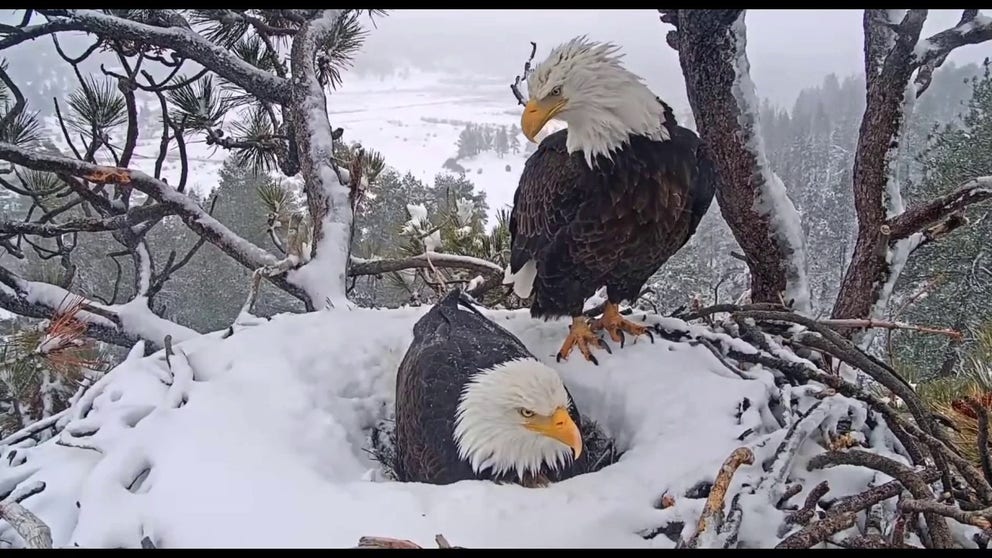 Eagle Nest Cam footage shows parents Jackie and Shadow taking care of two eggs that were born last week. (Courtesy: Friends of Big Bear Valley)