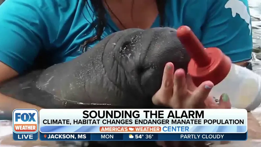 800 manatees died in 2022 and now there is a call for the species to be moved onto the Endangered List. Fox News multimedia reporter Caroline Elliott has the latest. 