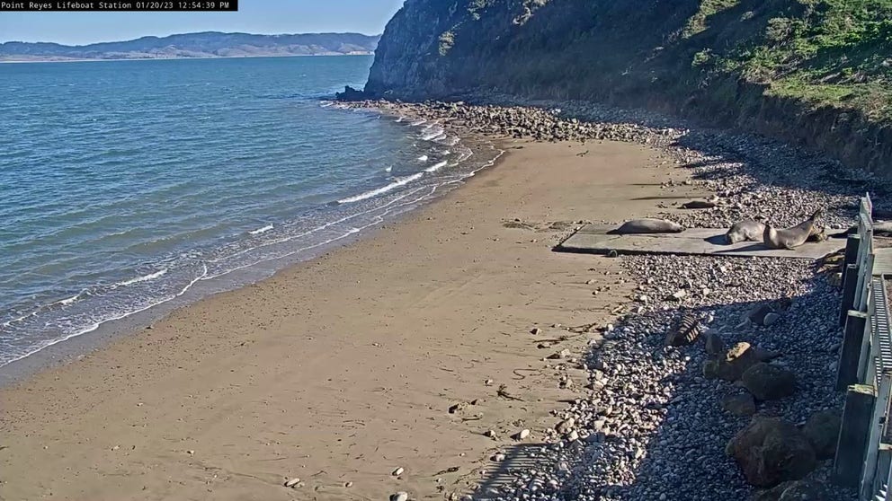 On January 20, 2023, a live webcam captured an elephant seal giving birth to her pup at the Point Reyes National Seashore. Mothers are pregnant for 11 months.