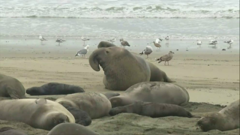 Between December and March, northern elephant seals take over several beaches on Point Reyes National Seashore in Northern California to give birth and mate.