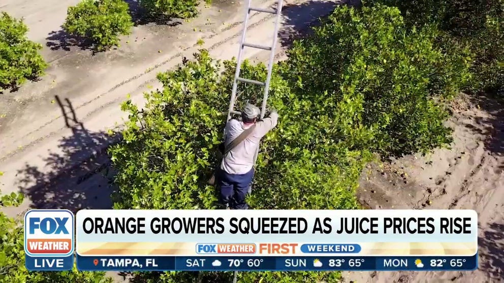 Hurricanes ravaged Florida's orange crop in 2022. Now heading into 2023, farmers are also dealing with cold waves and disease. With these compounding disasters, Florida orange production is currently at a 90-year low. FOX Business correspondent Ashley Webster is in Florida with more on the state's devastating down year. 