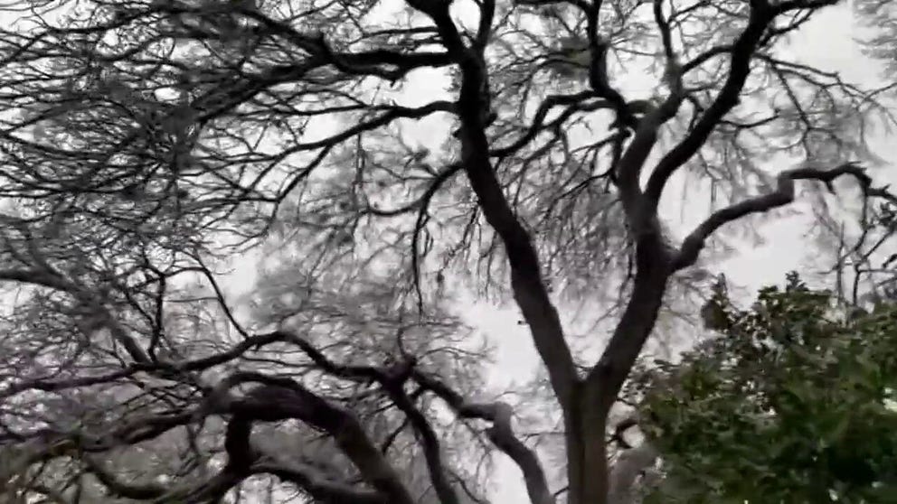 This video shows branches snapping off a tree in Austin, Texas, during a crippling ice storm this week.