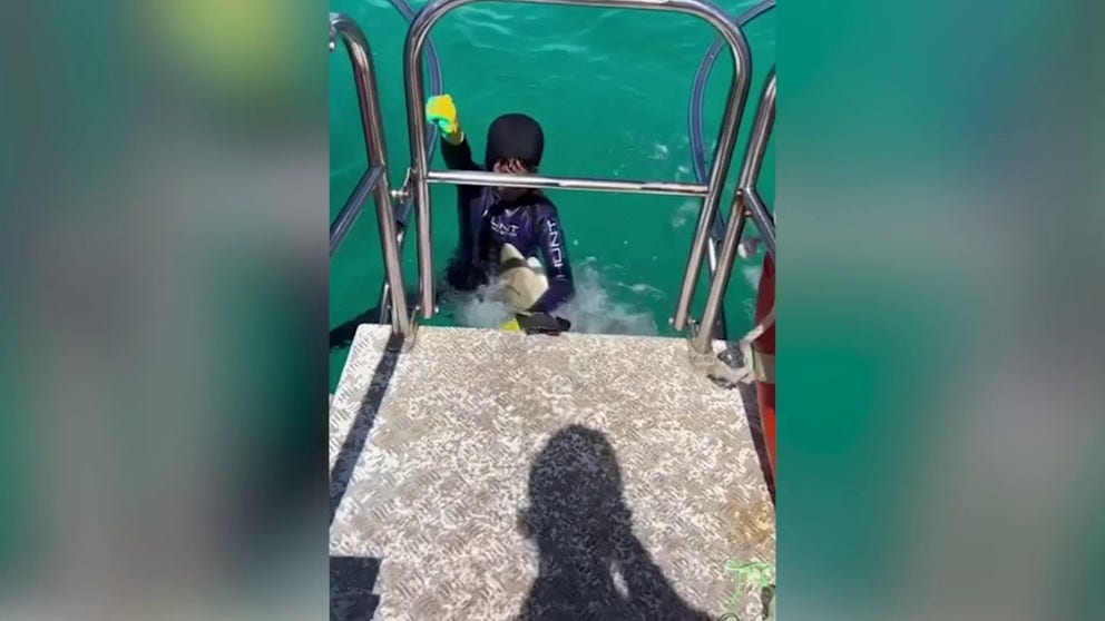 A shark tries to steal an 8-year-old's spearfishing catch near the central Queensland coast in Australia. The boy tries to show the fish to his dad, but the shark has other ideas.