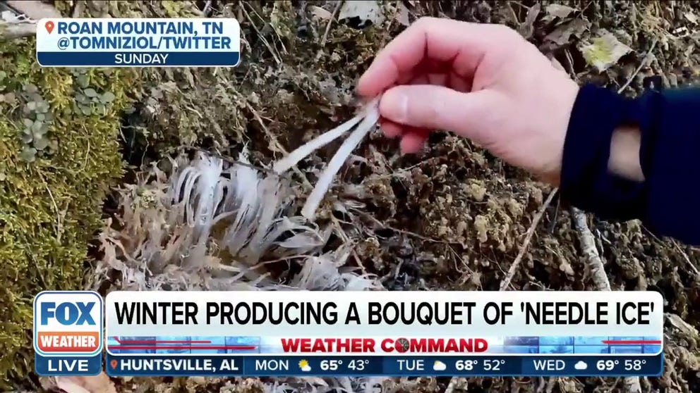 FOX Weather found a bouquet of needle ice. Weather Command meteorologists explain the phenomenon.