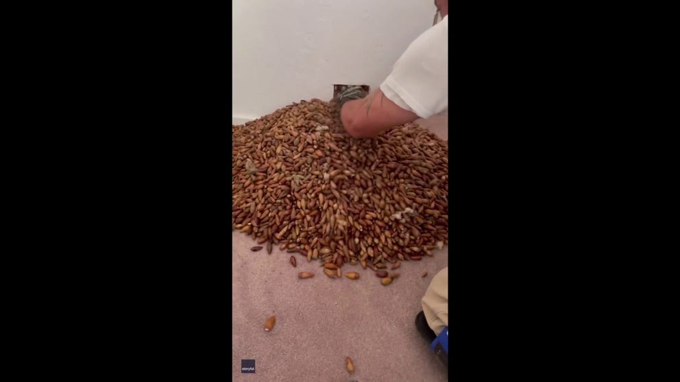A California exterminator was surprised to find a 20 foot tall stack of acorns stashed behind the wall of a wine country home. He had to cut holes in the drywall to remove the 700 pounds. The hoarders turned out to be woodpeckers storing winter meals. They poked holes in the homes siding and deposited each nut.