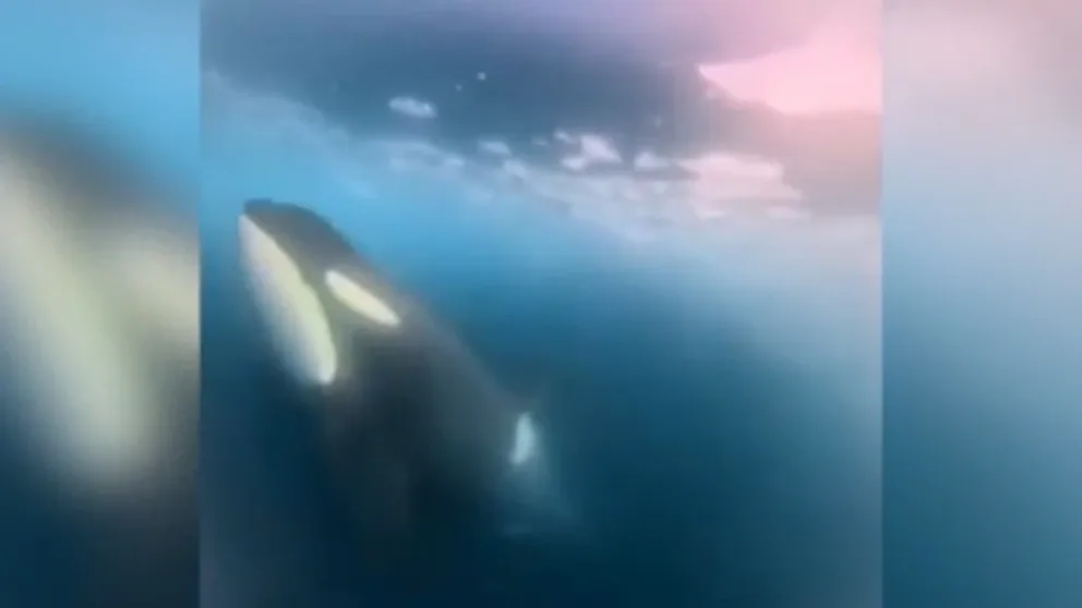 A crewmember on board a Coast Guard ice-cutting ship got spectacular underwater footage of a pod of orcas swimming nearby as they sailed toward Antarctica.