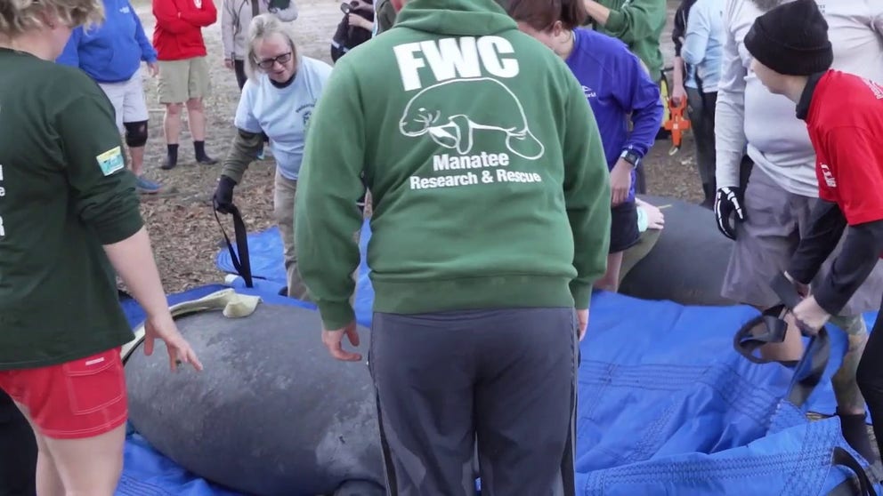 The animals were released at Blue Spring State Park, one of the largest winter gathering sites in Florida. The manatees were rescued as part of an ongoing unusual mortality event.