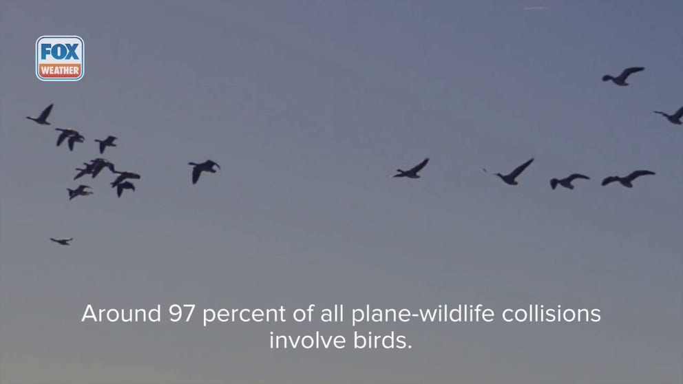 There were nearly 17,000 cases of plane-related wildlife strikes in the US in 2022, according to FAA data.