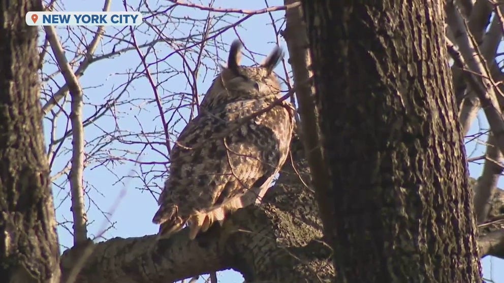 Crowds gather in New York's Central Park to see Flaco, the escaped Eurasian eagle owl. He broke out of the Central Park Zoo on February 2.