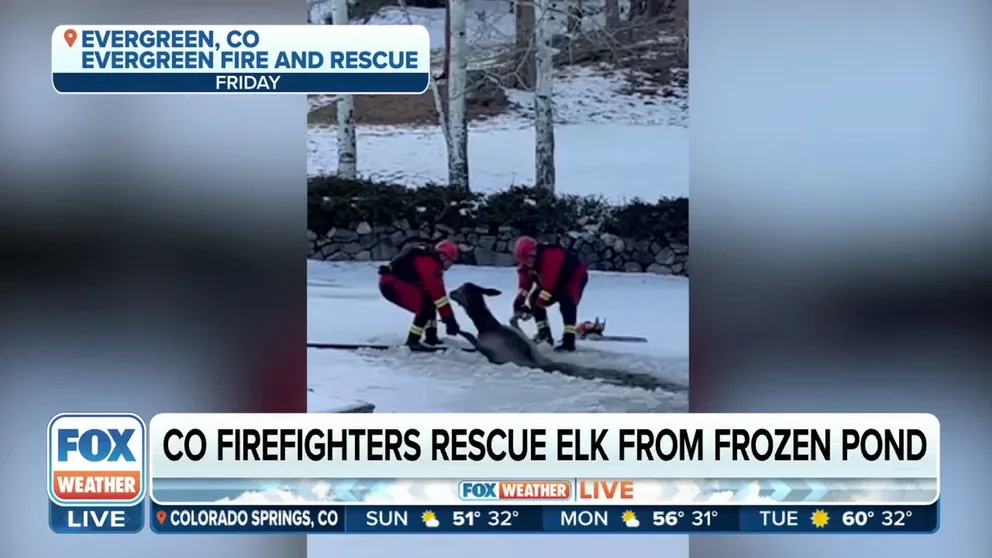 Two Evergreen, Colorado Fire and Rescue officers came to the rescue of an unlikely victim that fell through the ice on a local pond. They pulled the struggling elk from the frigid waters.
