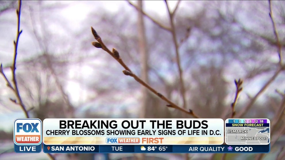 The Cherry Blossom Indicator Tree that reliably blooms ahead of the other cherry blossoms around D.C.'s Tidal Basin is starting to bud. Mike Litterst, Chief of Communications for National Mall and Memorial Parks, joined FOX Weather to talk about what this could mean for the upcoming season. 