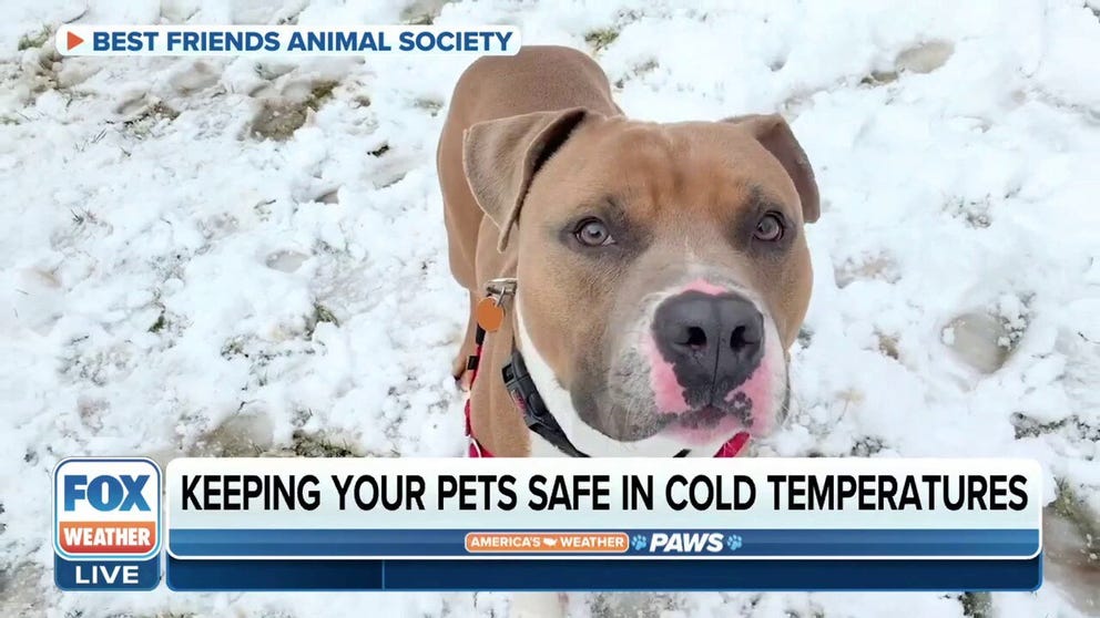 Dr. Lori Teller, president of the American Veterinary Medical Association, provides tips on how to keep your pets safe in the snow and cold temperatures. 