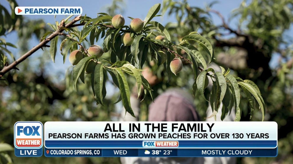 Lawton Pearson, Founder and Farmer of Pearson Farm, says the warm weather this winter is forcing an early bloom of their peaches and they've begun an early harvest this season.