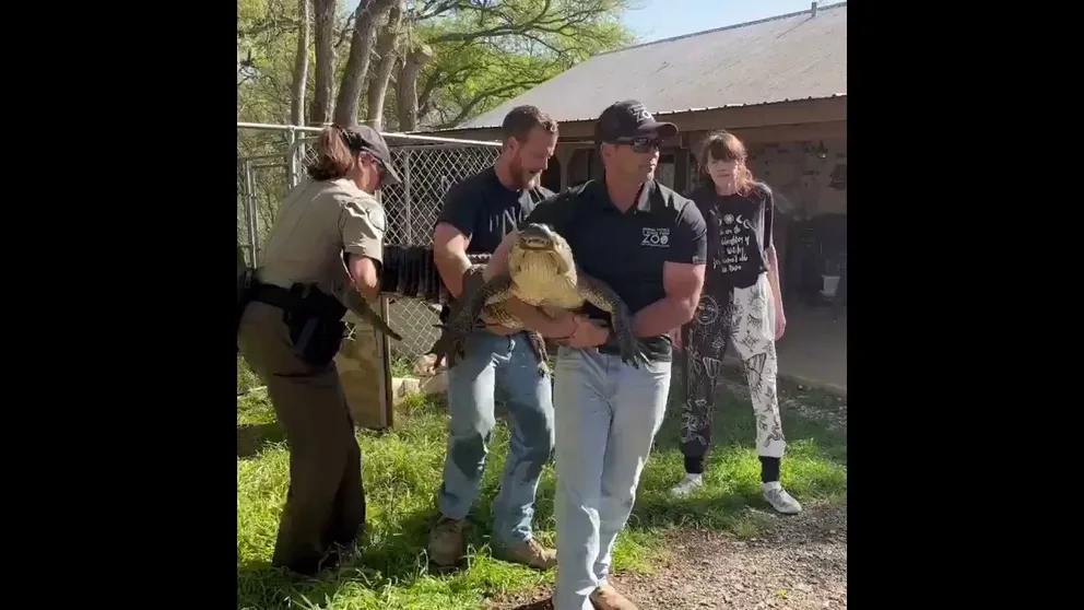 Texas Game Wardens removed a 7-foot-long alligator from a Buda, Texas home. The residents raised the reptile as a pet.