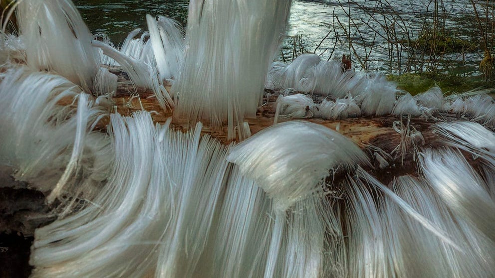 A recent frozen winter morning in northwestern Washington led to this intricate display of hair ice. (Video courtesy: Mathew Nichols Photography)