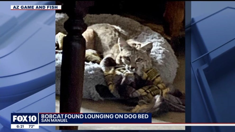A bobcat in southern Arizona found a comfy and warm place to rest – but it was inside someone's home – and in their dog's bed.