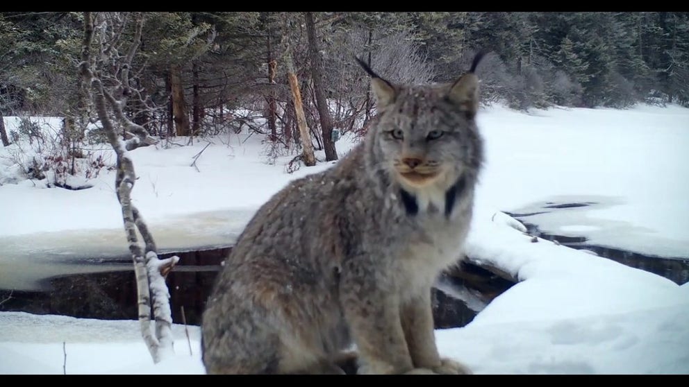 Footage shows at least three lynx moving through the snow-covered forests of northwest Maine. (Courtesy: Colin Chase / @MaineWoodsbooger / YouTube)
