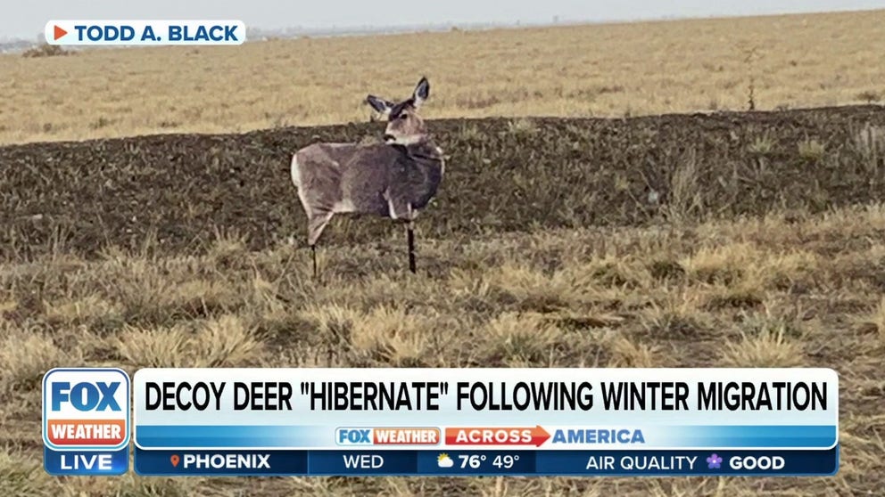 Wildlife biologist and environmental planner Todd Black discusses placing deer decoys so real deer can cross busy roadways comfortably and avoid vehicles. 