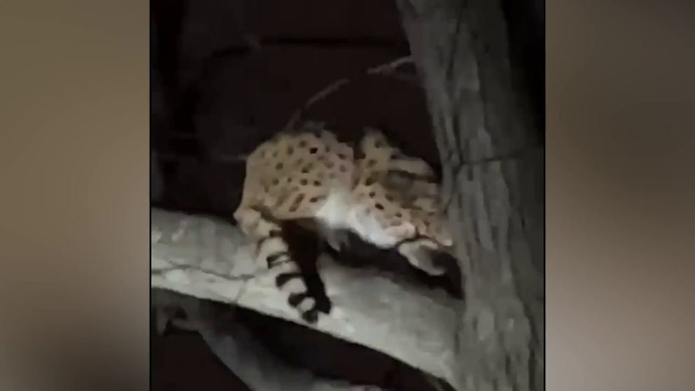 Hamilton County, Ohio, dog wardens responded on Jan. 28 to reports of a "leopard" being spotted in a tree in Oakley, a Cincinnati neighborhood.