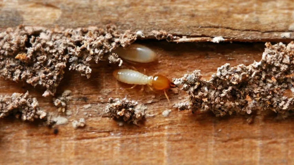 The arrival of spring also means the return of termite season—protect your home from these "silent destroyers" by knowing the common signs to look for and other prevention tips. 