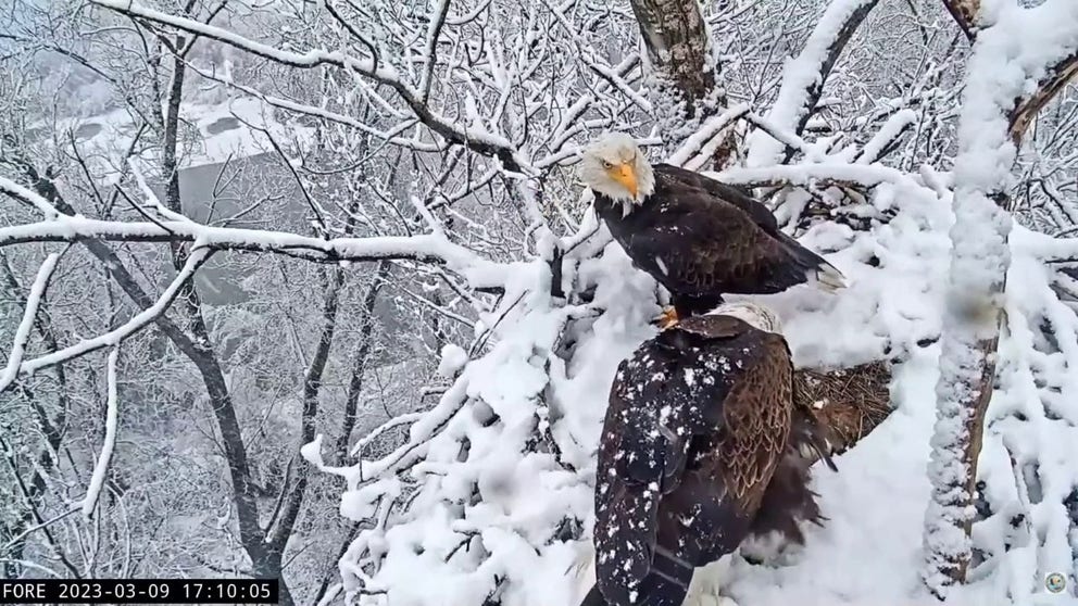 Named Liberty and Guardian, the eagles were filmed shielding their only egg from the elements during the 