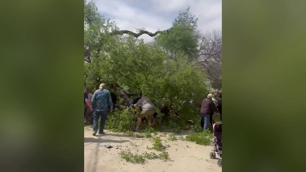 The limb broke off of a tree and crashed onto visitors at San Antonio Zoo around noon on Wednesday. (Courtesy: Nina Ryan)