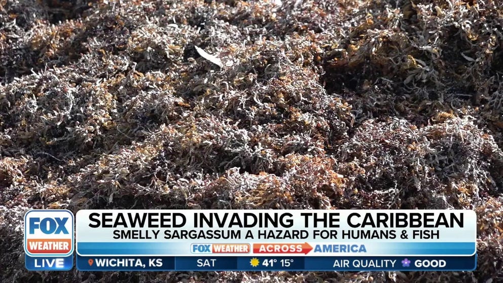 Aerospace expert Kathleen Bangs provides insight on sargassum invasions taking place in the tropical Atlantic and discusses the possible future impact on travel. 