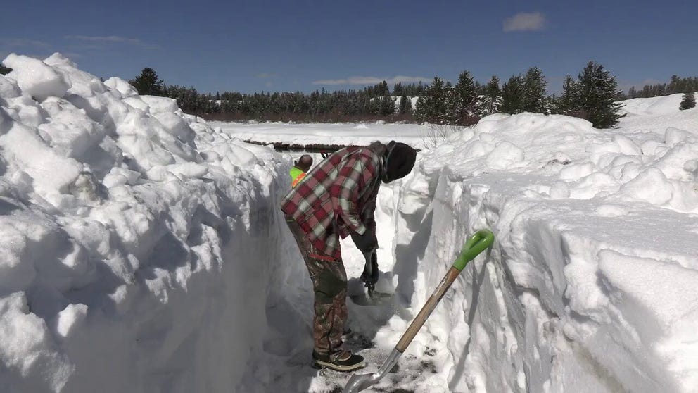 Buffalo Field Campaign, in partnership with Montana Department of Transportation, created a pathway in the deep snow so the Yellowstone bison could safely cross Highway 191. The project was meant to create a wildlife corridor to help the buffalo get off the highway quicker. 