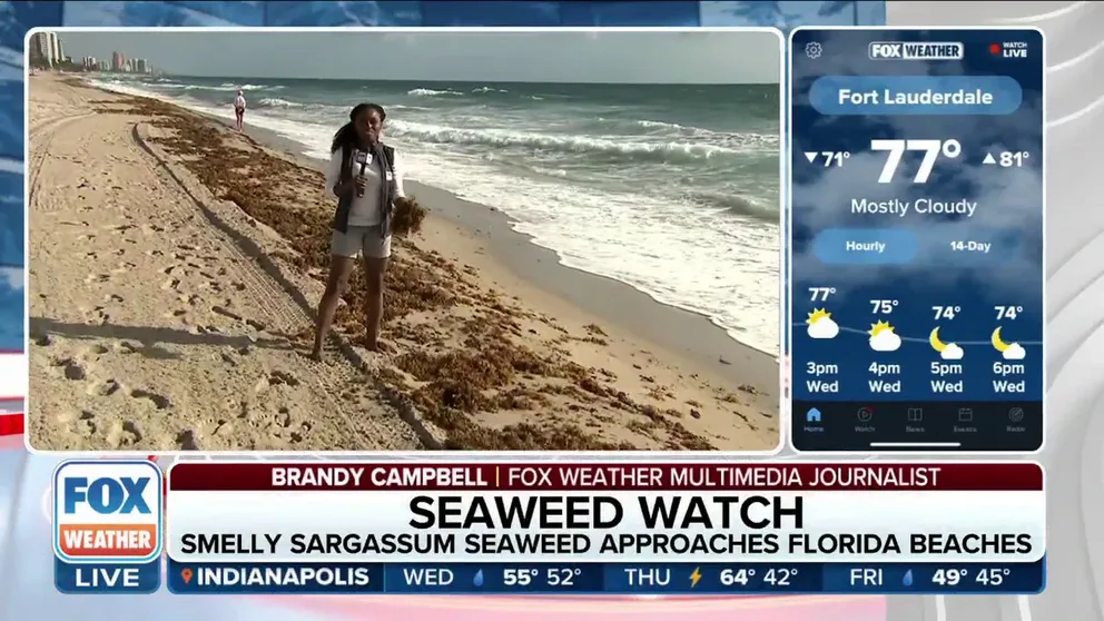 Massive seaweed blobs are plaguing Florida beaches for spring break and require daily cleaning. FOX Weather's Brandy Campbell has the latest from Fort Lauderdale, Florida. 