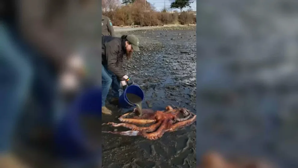 The Padilla Bay National Estuarine Research Reserve got a call Wednesday from a local park ranger asking for help with a stranded octopus at Bay View State Park in Washington.