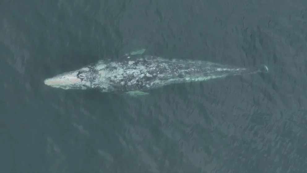 The gray whale is said to have successfully made the migration from Alaska to Mexico and back, all without a tail. 